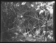 Chiff Chaff at nest