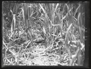 Woodlark at nest with young