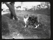 Red Squirrels and cat