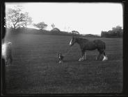 Horse and dog