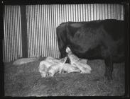 Cow feeding young pigs