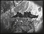 Chough on Cliff ledge nest with young