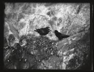 Chough with young at nest