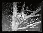 Tawny Owl in Buzzard's nest