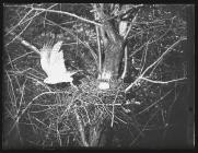 Sparrow Hawk flying from nest and young