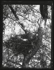 Cock Sparrow Hawk at nest