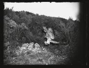 Merlin flying into nest and young