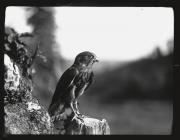 Merlin (fully fledged young) (close up)