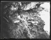 Peregrine Falcon at nest with young (1936)
