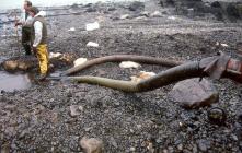 Cleaning crude oil off a Pembrokeshire beach...