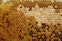 Honeycomb full of honey