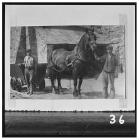 Horse and dram at Blaenavon Ironworks