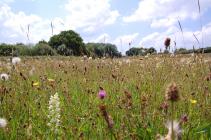 Meadow flowers at the National Botanic Gardens...