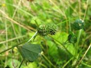 Spotted Medick in the Urban Meadow, National...