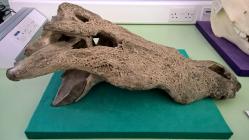 Modern crocodile skull