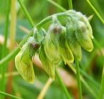 Meadow Vetchling in the Urban Meadow, National...
