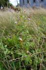 Pale Willowherb in the Urban Meadow, National...