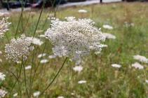 Wild Carrot in the Urban Meadow, National...