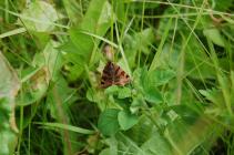 Burnet companion moth on the Urban Meadow,...