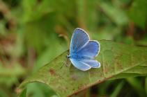 Common blue butterfly on the Urban Meadow,...