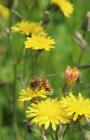 Honey bee on the Urban Meadow, National Museum...