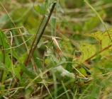 Long-winged Conehead on the Urban Meadow,...