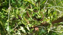 Cinnabar moth caterpillars on the Urban Meadow,...