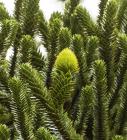 Living Monkey Puzzle cone