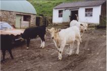 Young cattle in the yard at Gwynnion Llethri