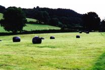 Haymaking in Talley, 2010.