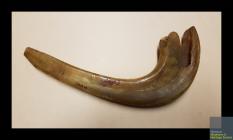 Ram's horn used in religious services,...