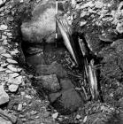 Long bones excavated from Penywyrlod burial...