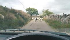 Sheep in the Baran road