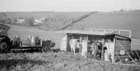 Outdoor bail milking, Pantyrhuad, Spring 1955