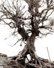 TREE AT YSBYTY CYNFYN, Ceredigion 2009