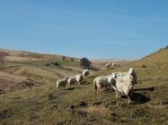 LLUEST CANOL CAELON, Elan Valley, Radnorshire 2015