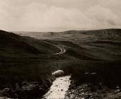 JUMPING SHEEP, Llyn Teifi, Ceredigion 1990