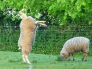 Agile Sheep Feeding at Haroldston House,...