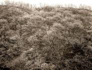 ANCIENT WOODLAND, Ysbyty Cynfyn, Ceredigion 2009