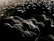 GRASSES IN LAKE, Teifi Pools, Ffair Rhos,...