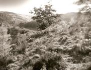 TREES ON HAFOD, Pontrhydygroes, Ceredigion 2010