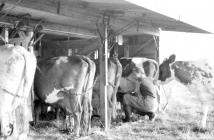 Milking in outdoor bail, Pantyrhuad, summer 1955