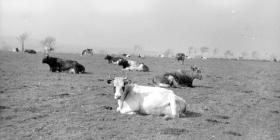 Cows resting, Pantyrhuad summer 1953