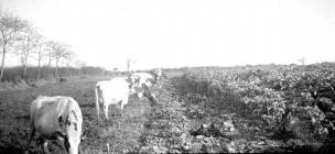 Dairy cows strip grazing, Pantyrhuad c....