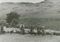 Sheep Driving in Nantrwch