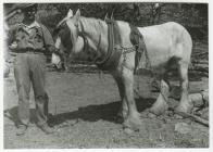 Forest Worker Dragging Trees by Horse