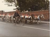 Donkeys on Gladstone Bridge, Grange Road, on...