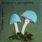 Verdigris Mushroom by Alison Howells