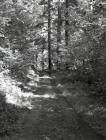 Old council road below Era quarry