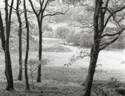 Part of the reclaimed land at Rhiwgreiddyn quarry